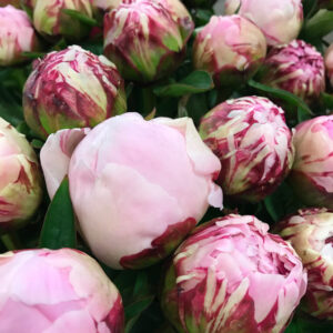 PION SARAH BERNHARDT ROSA NL