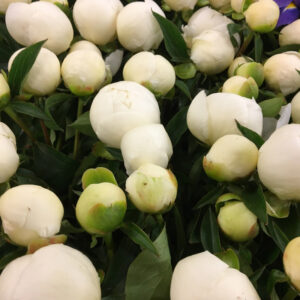 PION DUCH.NEMOURS VIT NL