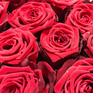ROS RED NAOMI RÖD 50CM MARJO
