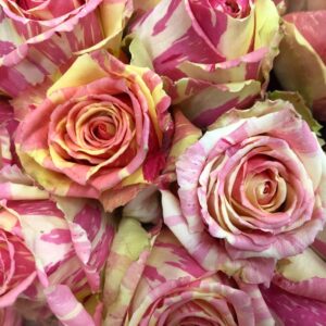 ROS FIESTA 2-F ROSA/CREMEUHURHU 60CM KE