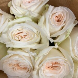 ROS WHITE OHARA 60CM KE