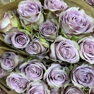 ROS TIARA LJUSLILA UHURU 50CM