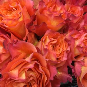 ROS FREE SPIRIT UHURU 50CM KE