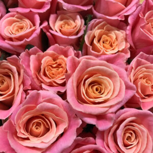 ROS MISS PIGGY ROSA