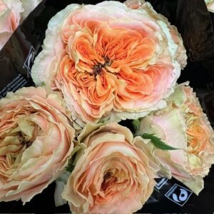 ROS GOLDEN LADY APRIKOS GARDEN KE 60CM