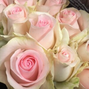 ROS SWEET REVIVAL 60CM KE