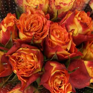 ROS SILANTOI ORANGE 60CM KE