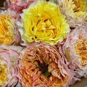 ROS SHINE O 2-F ROSA UHURU 50CM KE