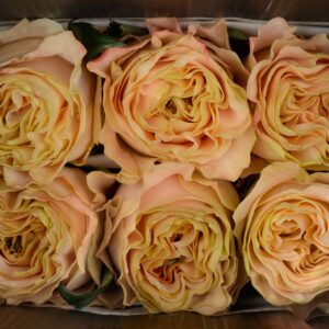 ROS PRINCESS CROWN UHURU 50CM