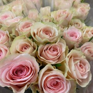 ROS SWEET MOMENT APRIKOS/ROSA 60CM KE