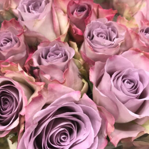 ROS MEMORY LANE LJUSLILA 60CM KE