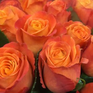 ROS CONFIDENTIAL ORANGE XL 60CM