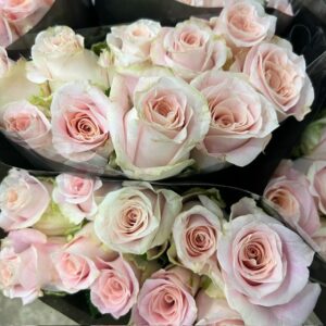 ROS 10-P SWEET MANSI ROSA 40CM