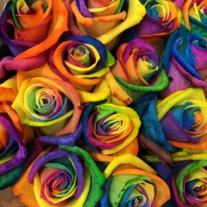 ROS FÄRGAD RAINBOW EX x25