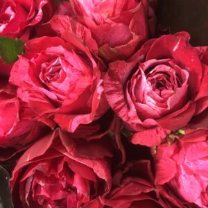 ROS FROU FROU RÖD/ROSA UHURU 60CM