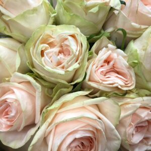 ROS WEDDING ROSE LJUSROSA/CREME 50-60 KE