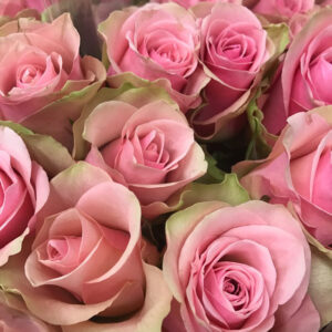 ROS BELLAROSE 60CM KE