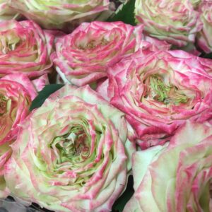 ROS APPLE JACK VIP ROSES
