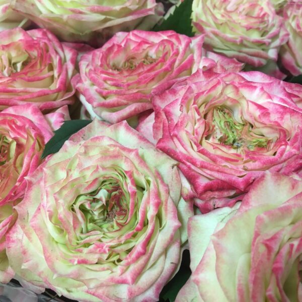 ROS APPLE JACK VIP ROSES