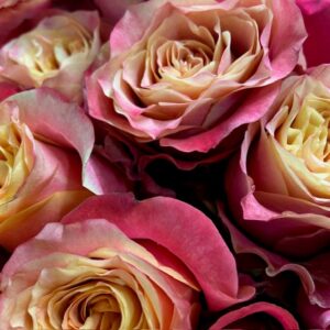 ROS EYE-CATCHER UHURU GARDEN FLERFÄRG