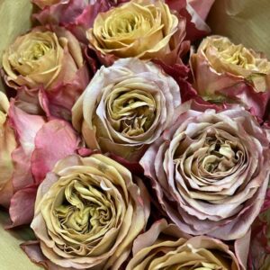 ROS PIMMS BRUN UHURU 50CM KE