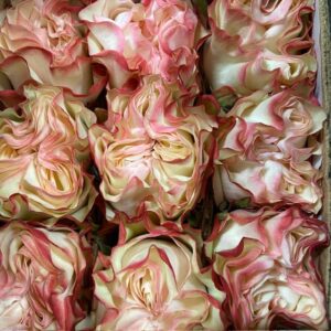 ROS COUNTRY CANDY CREME/ROSA  ECU 50-60CM