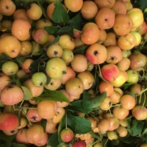 MALUS RED SENTINEL PÅ KVIST