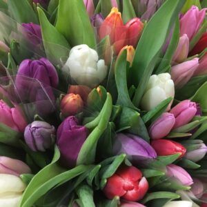 TULPAN 10-P MIX I BUNT NL X10
