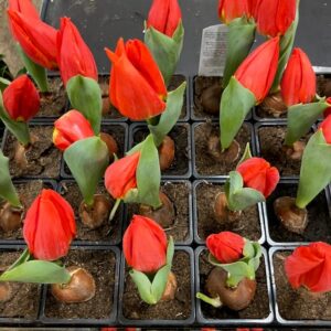 TULPAN BRILLIANT STAR K:7CM x24