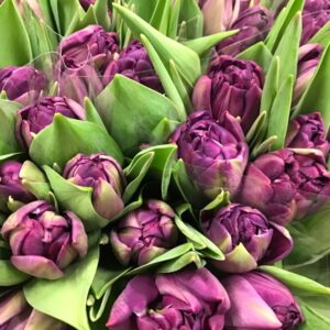 TULPAN BLUE DIAMOND DUBBEL LILA NL