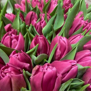 TULPAN DOUBLE PRINCESS CERIS NL