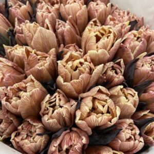 TULPAN VIP BROWNIE FÄRGAD