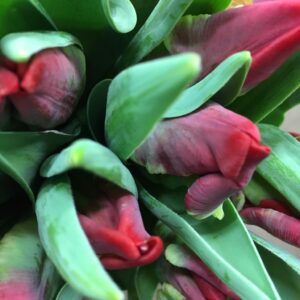 TULPAN SEADOV RÖD PARROT