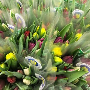 TULPAN 10-P FRILLESÅS MIX I BUNT x25