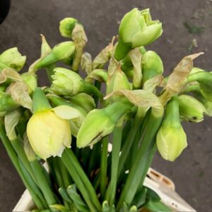 NARCISSUS SNITT ROMANTIC PARADISE