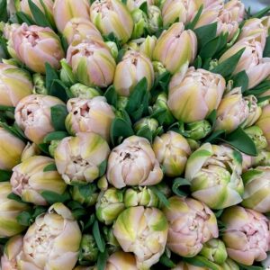 TULPAN PINK MIST COAS DUBBEL