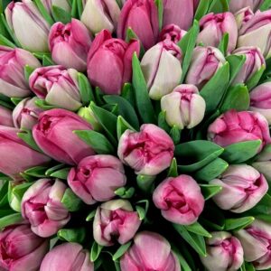 TULPAN MUMBAI COAS DUBBEL