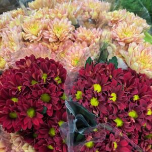 BUNT KRYSS 3-P MIX x10