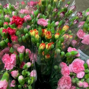 BUNT ELEGANCE 7-P x15