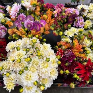 BUNT DAHLIA SV x4