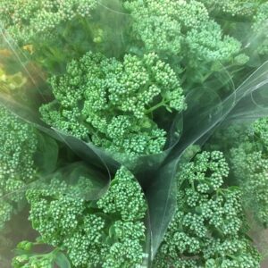 BUNT SEDUM MONO x10