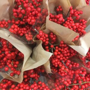 BUNT ILEX 3-P RÖD x10