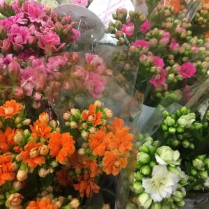 BUNT KALANCHOE SNITT 3-P x7