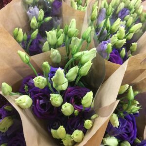 BUNT LISIANTHUS MIX 3-P x10