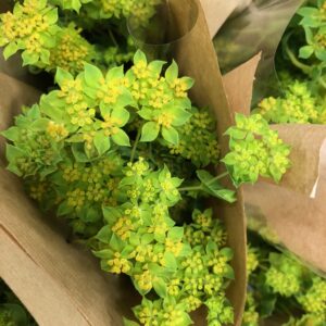 BUNT THLASPI GREEN BELL MONO x10