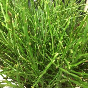 BUNT BLÅBÄRSRIS x10