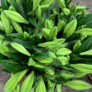 BUNT LILJA LONGIFL.MONO x10