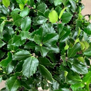 BUNT ILEX JÄRNEK MONO x10