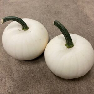 PUMPA VIT BORD x8