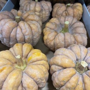 PUMPA HIDIMI MATT ORANGE D:10-15CM x8